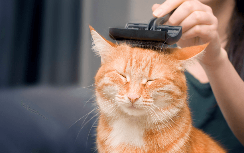 service details banner